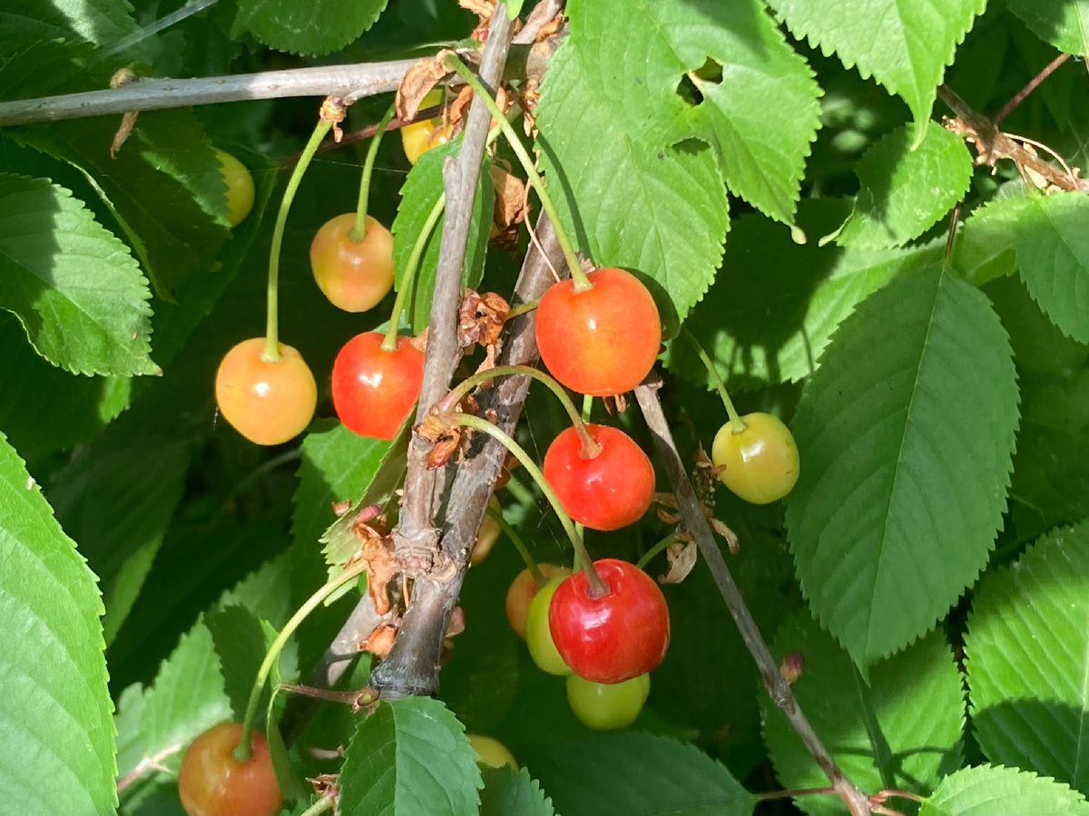 Черешня покупалась на садовой ярмарке как ЖЕЛТАЯ. Фото мое