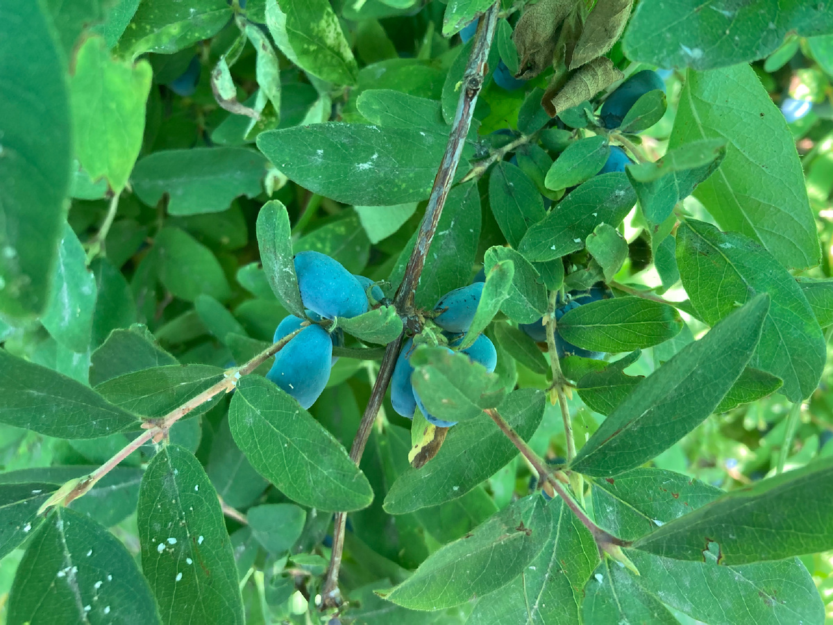 Жимолость бакчарская, фото мое