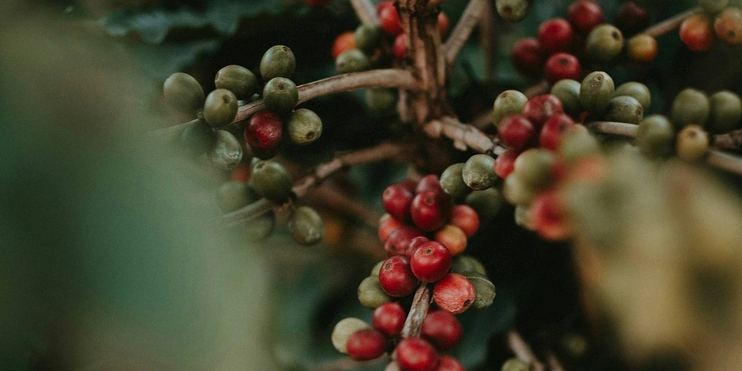 Основные виды обработки кофе: полный гид