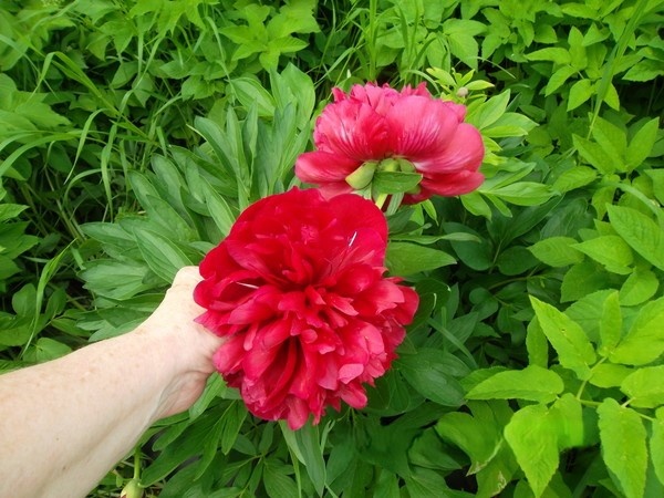 Фотография автора