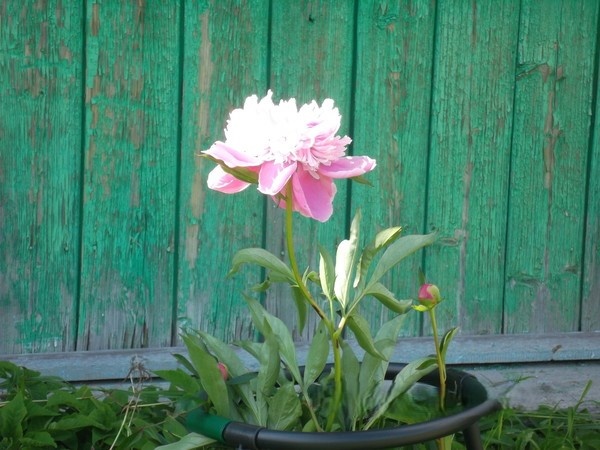 Фотография автора