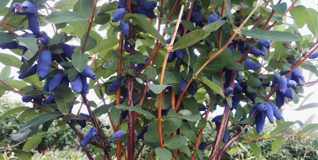 Чем и когда подкормить жимолость для богатого урожая