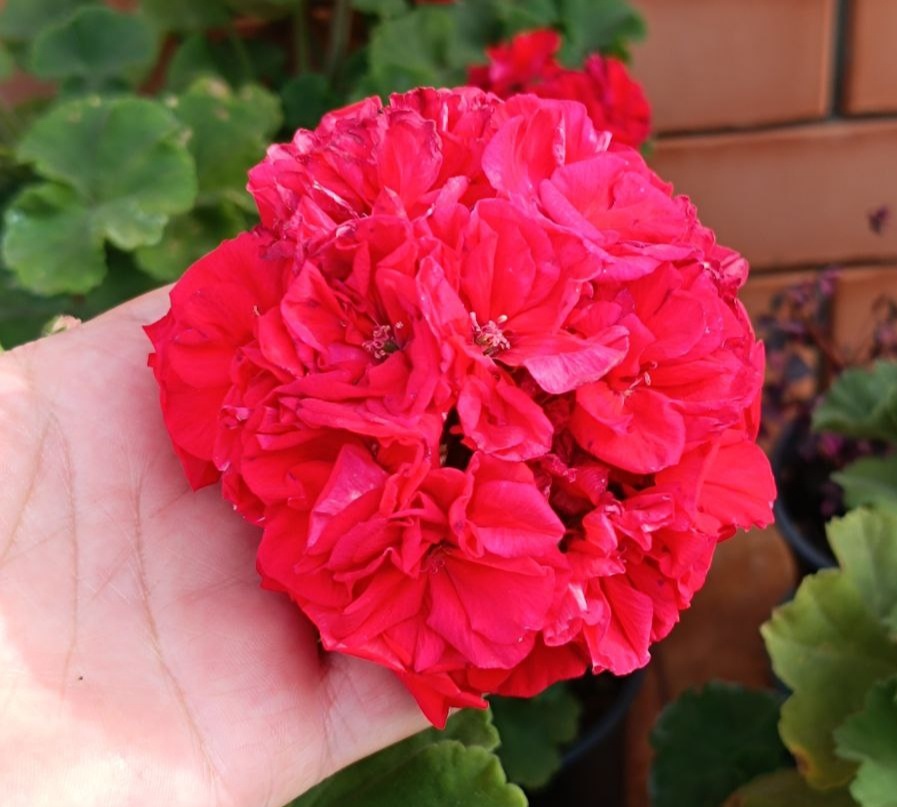 ЕС Рубин Цезаря