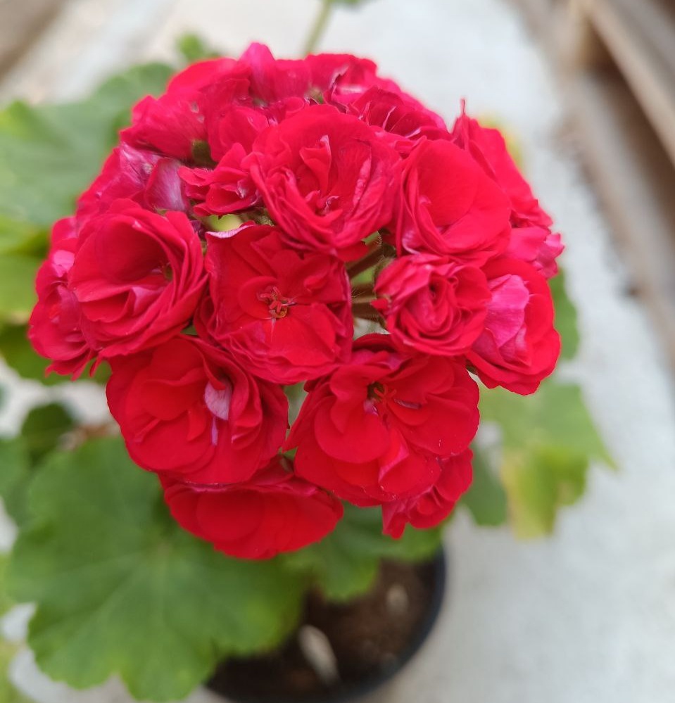 ИВ Королева Бирмы