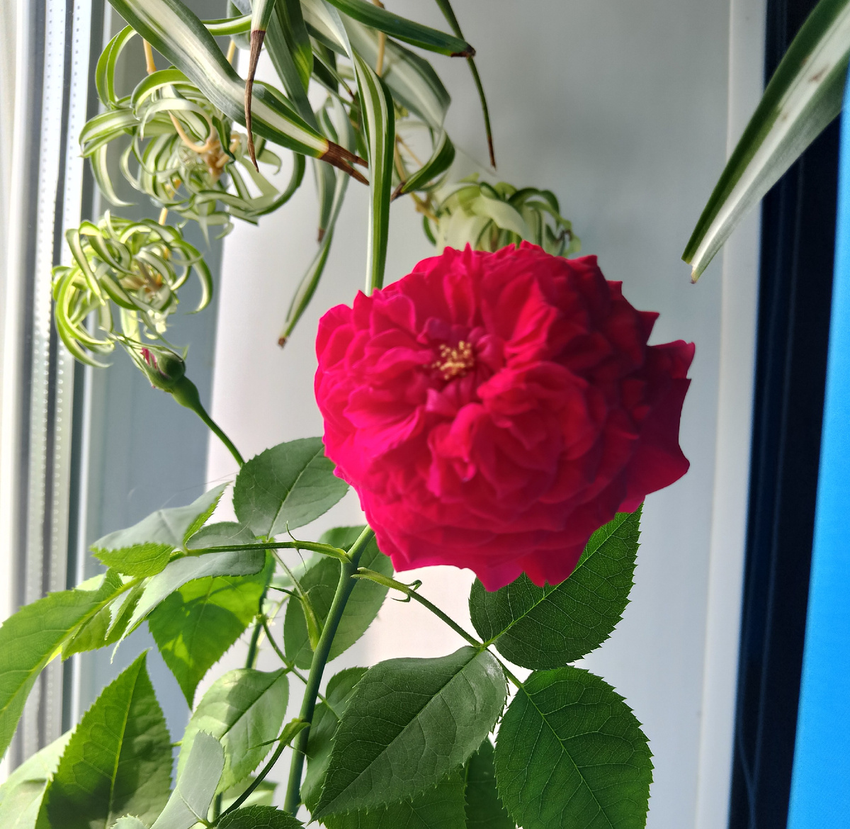 Первая пошла. На днях вторая зацветёт. И буду я просыпаться и смотреть на розы. Каприз у меня такой. 