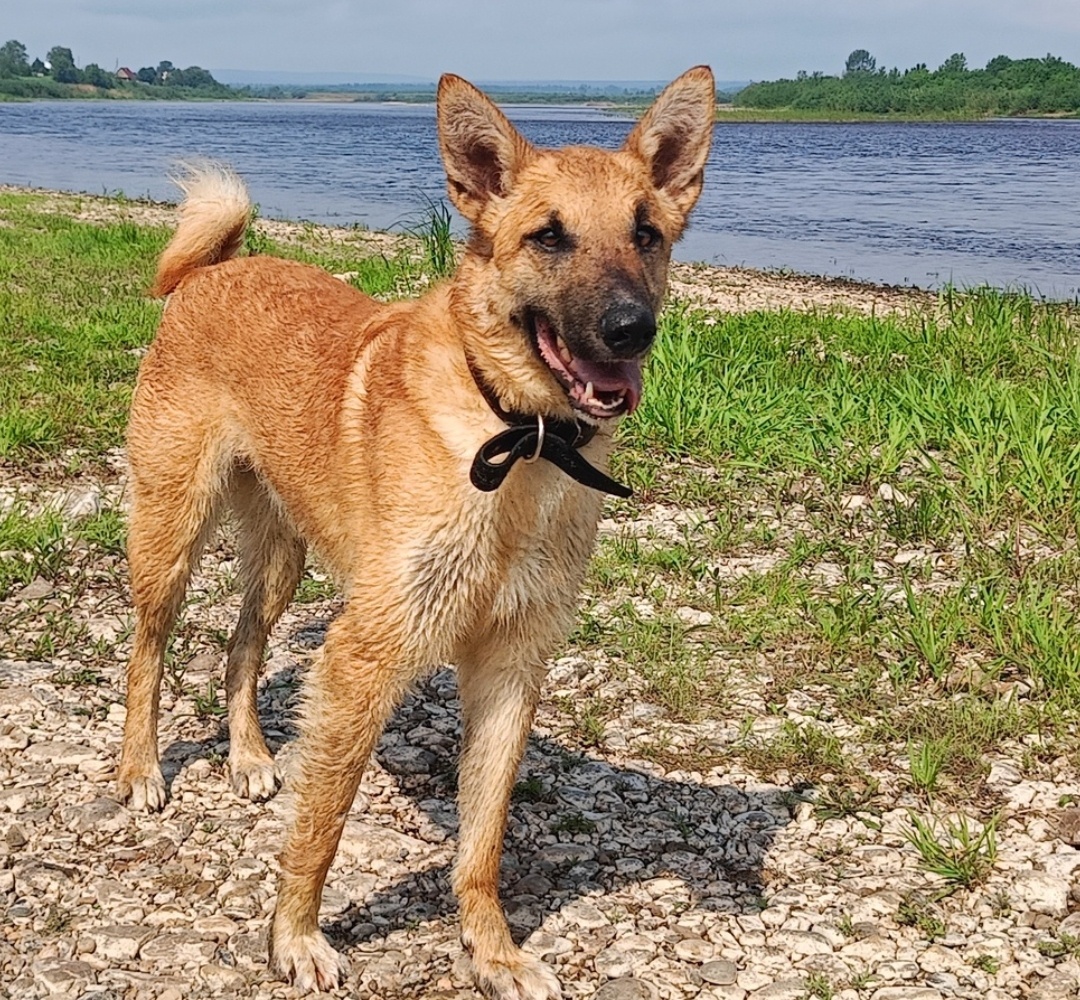 Брэнди весна 2025