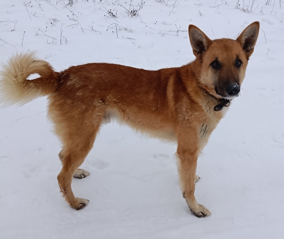 Красавчик Брэнди