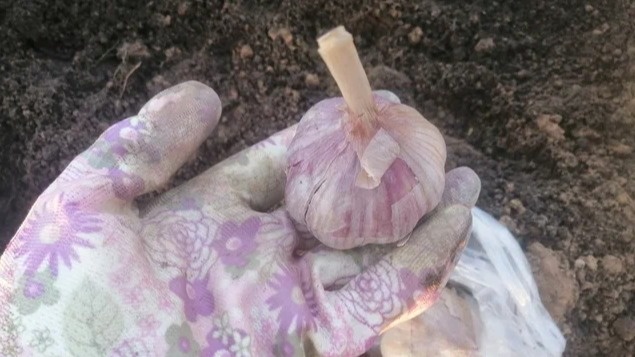 Отщипываю стрелки озимого чеснока по совету агронома из колхоза. За 12 лет урожай ни разу не подвел