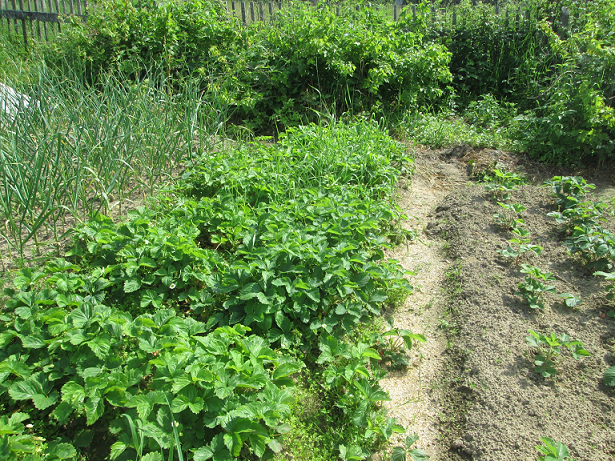 На фото мой огород, но не сейчас, а в прошлом году. А сейчас у нас пока в огороде пустовато.