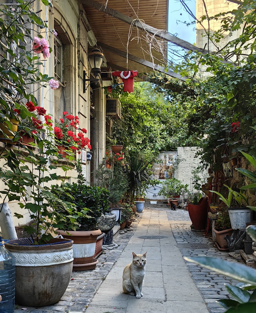 Кошка гуляет сама по себе. 