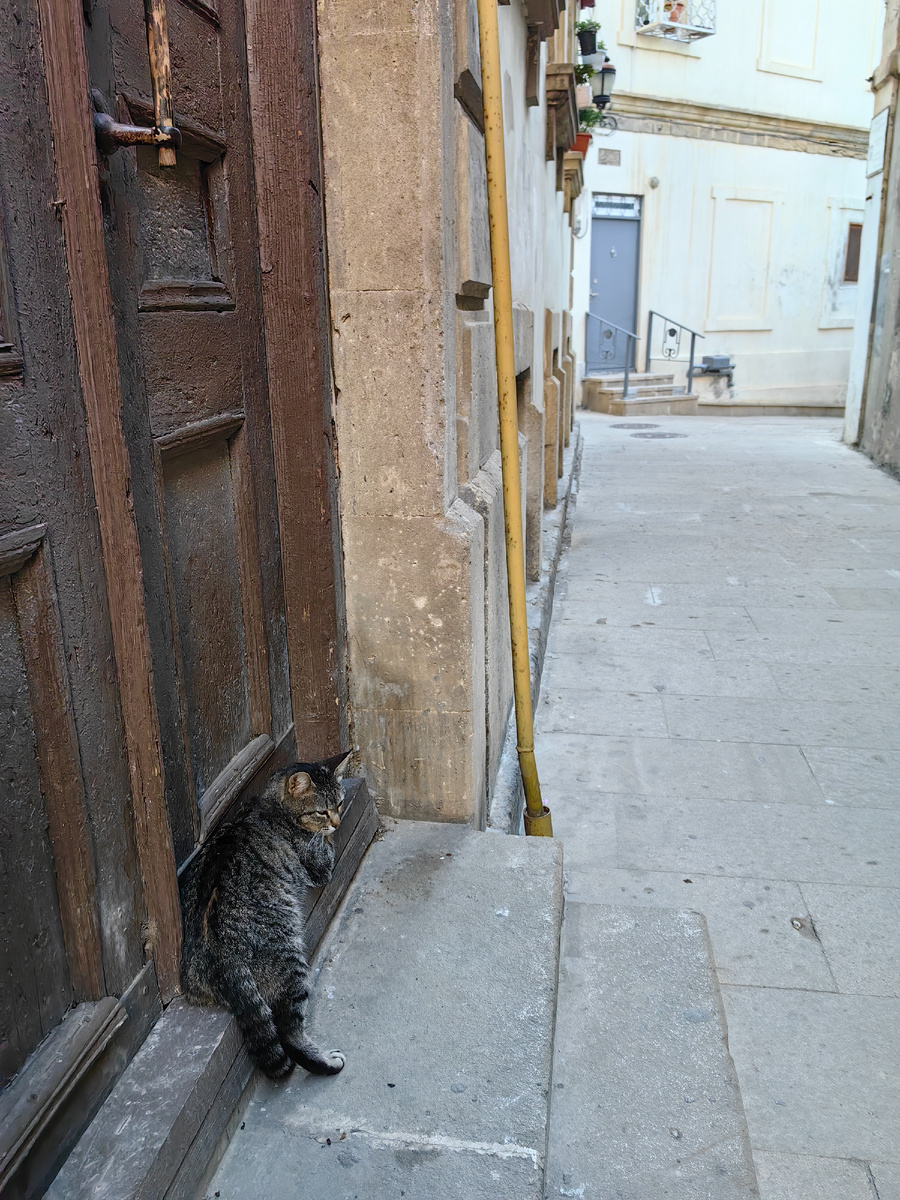 Кошки любят наблюдать. 