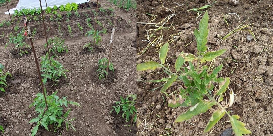 Опускаю корни рассады в борную подкормку на ночь перед высадкой. Приживаемость составила 90% даже в жару до +38 градусов