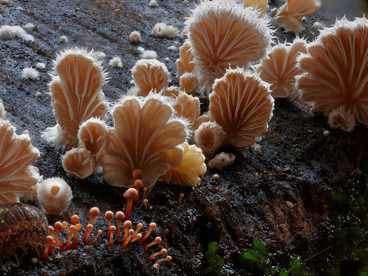    Из грибов создали съедобную замену пластика