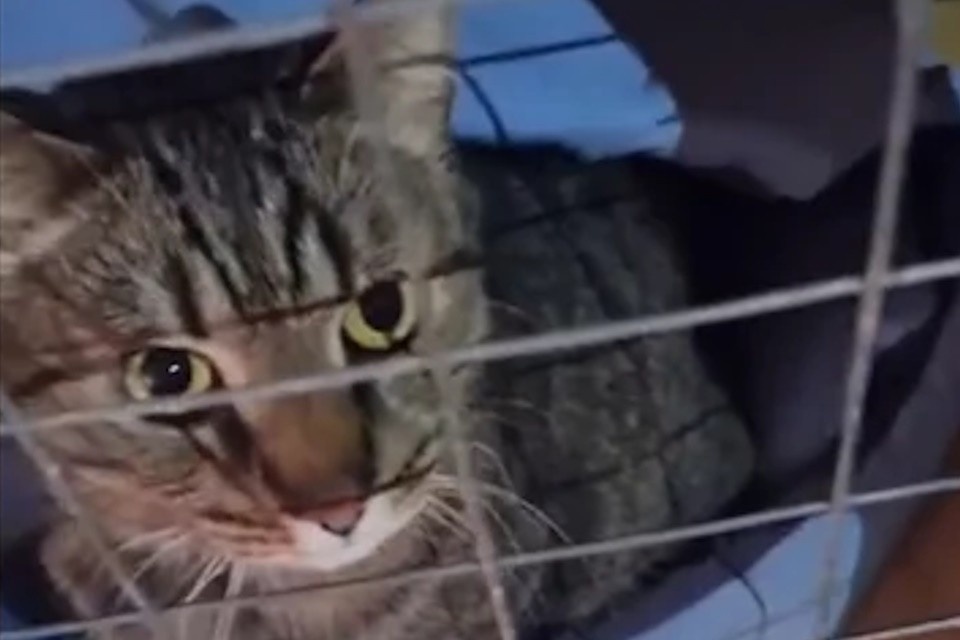    Как волонтеры и неравнодушные люди спасают приют «Кошкин дом» после страшного пожара. Фото: скриншот видео из группы в «Вконтакте» «Кошкин дом Саблино I Тосненский район Тосно»