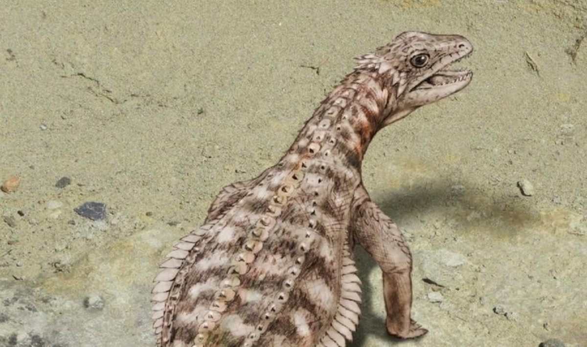 Передняя часть тела эвзавросфаргиса.