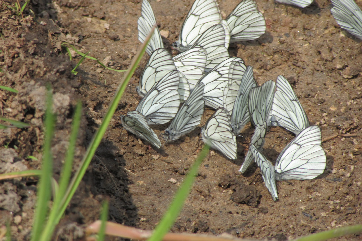 Боярышницы (для сравнения), фото А. Морозевича 14.06.23