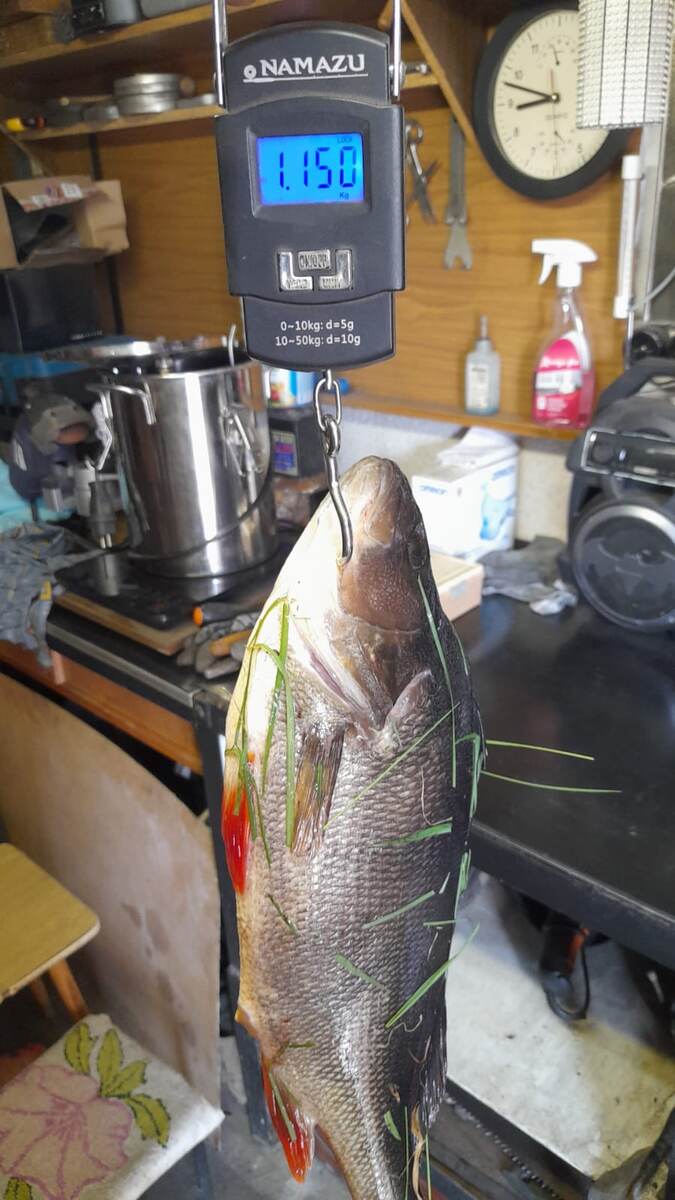 Офигенный окунь !