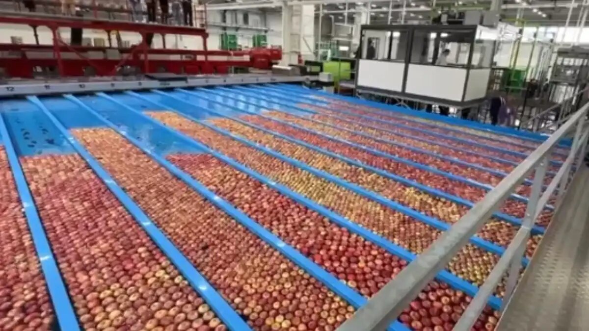 Фото: скриншот видео в Telegram-канале Сергея Меняйло
Россия выйдет на полную самообеспеченность яблоками к 2028 году