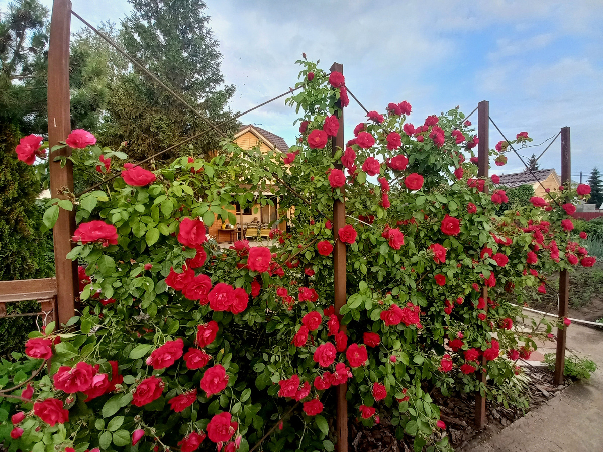 Фламентанц