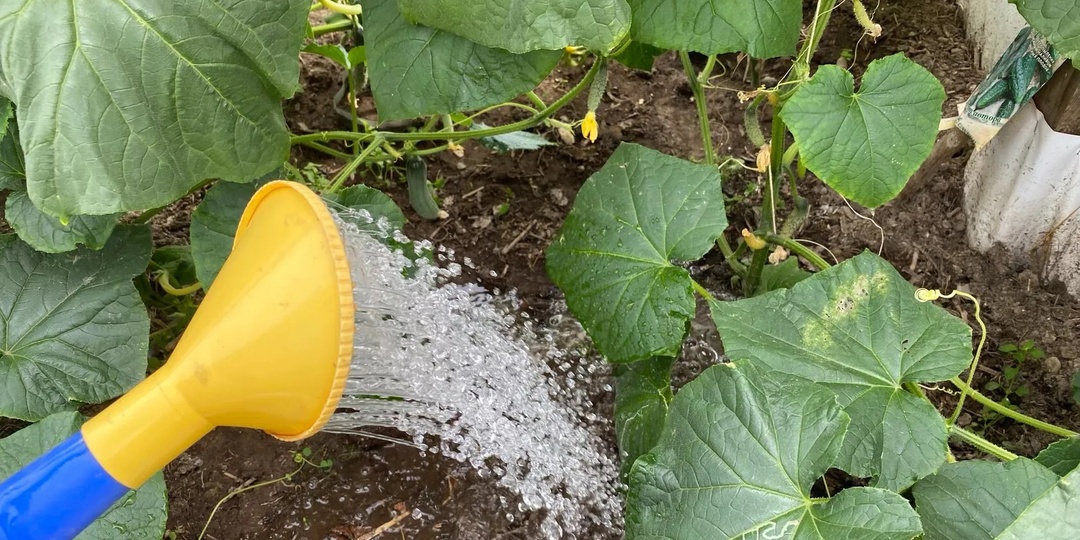 1 ложка на литр воды под огурцы и даже чахлые и желтые оживут и заплодоносят, повышает урожайность в 10 раз. Мой способ