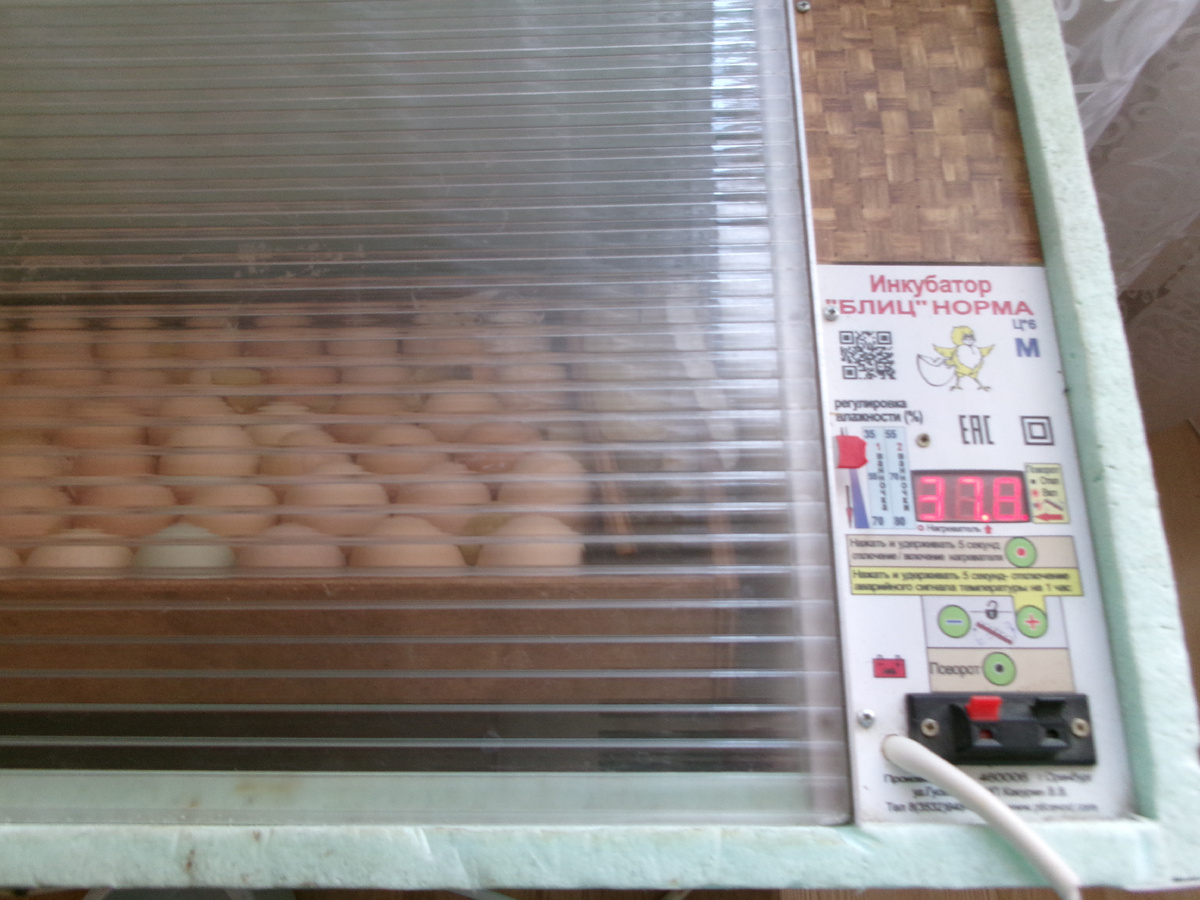 фото автора температура весь период за три дня до вылупления.
