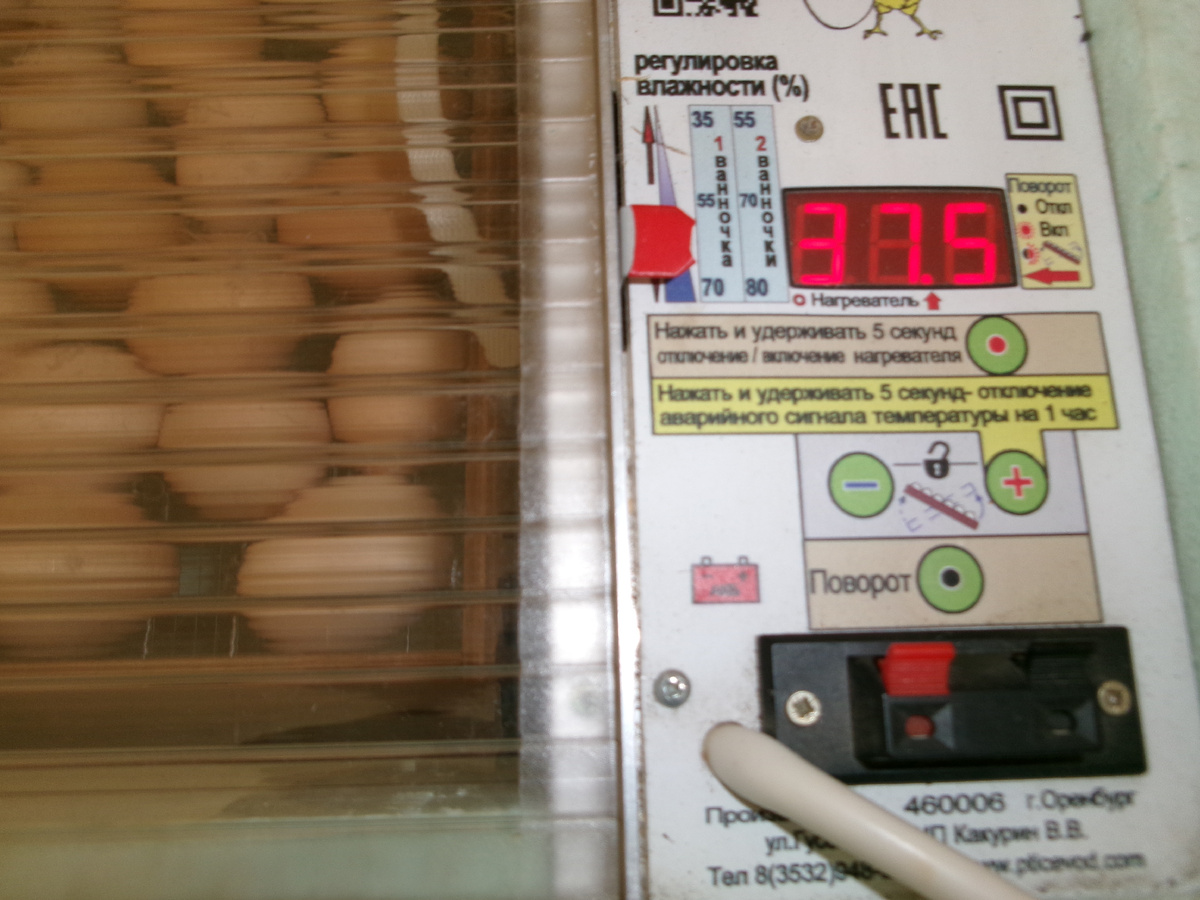 фото автора  температура при вылуплении три дня.