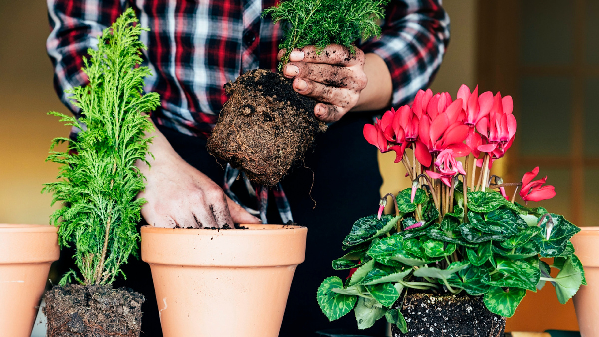 Фото из сети