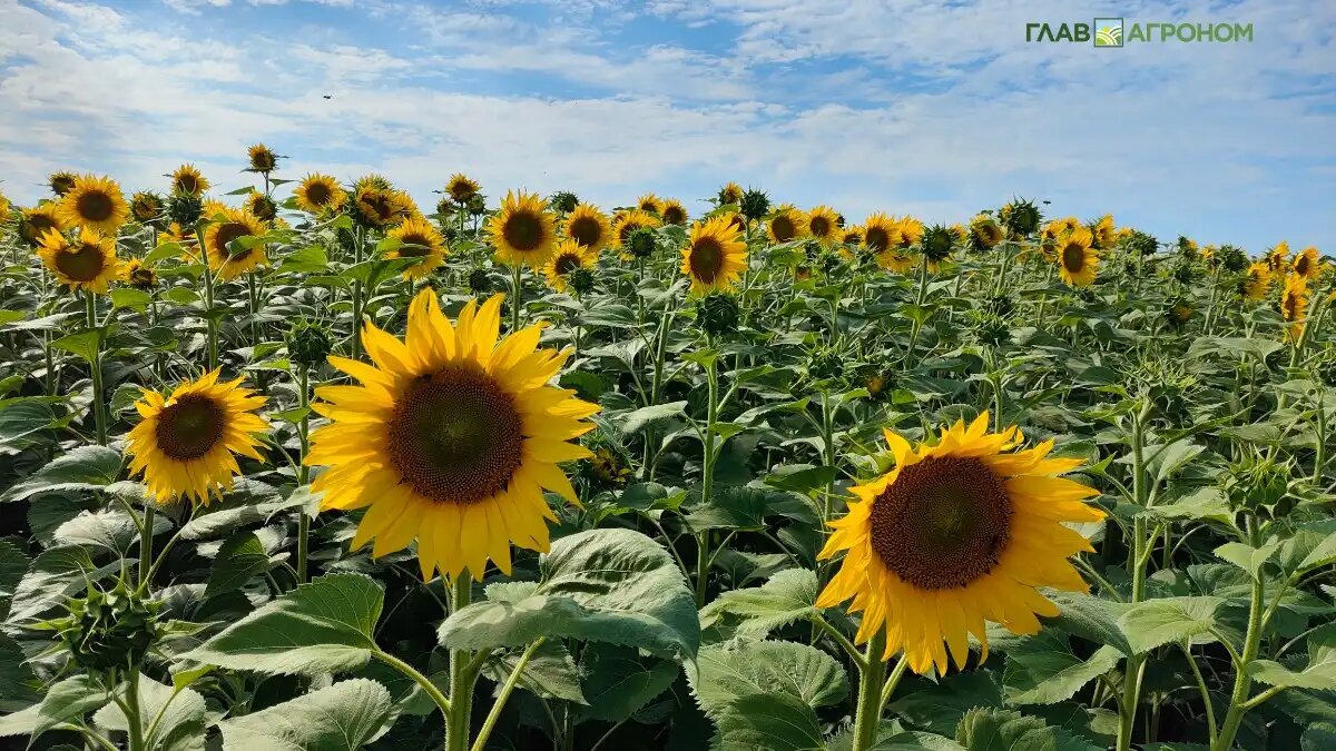 Фото:© Артем Борисов / Glavagronom.ru
За последние 10 лет урожайность подсолнечника выросла в России в среднем на 4 центнера с гектара