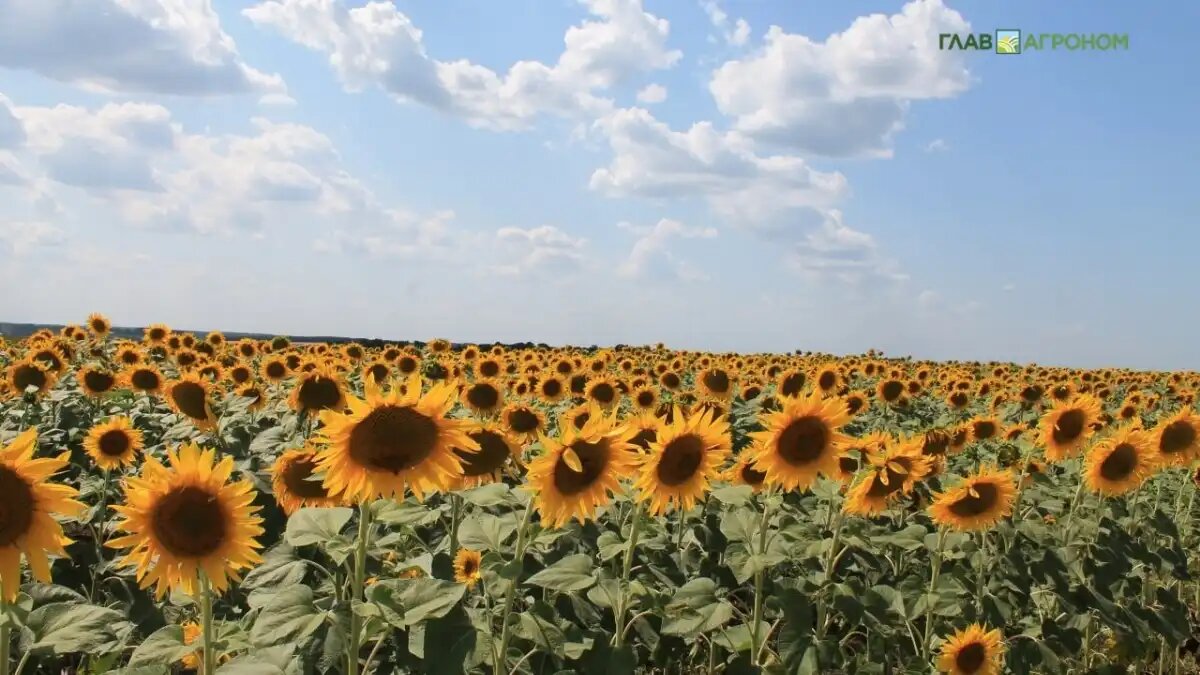 Фото:© Артем Борисов / Glavagronom.ru
Высокие цены на подсолнечник в России в новом сезоне стимулируют аграриев расширять посевные площади под подсолнечником