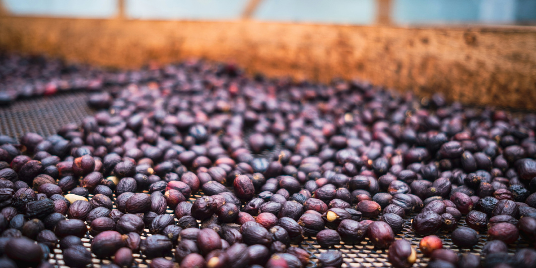 Эксперименты с ферментацией: как создают кофе с необычными вкусами