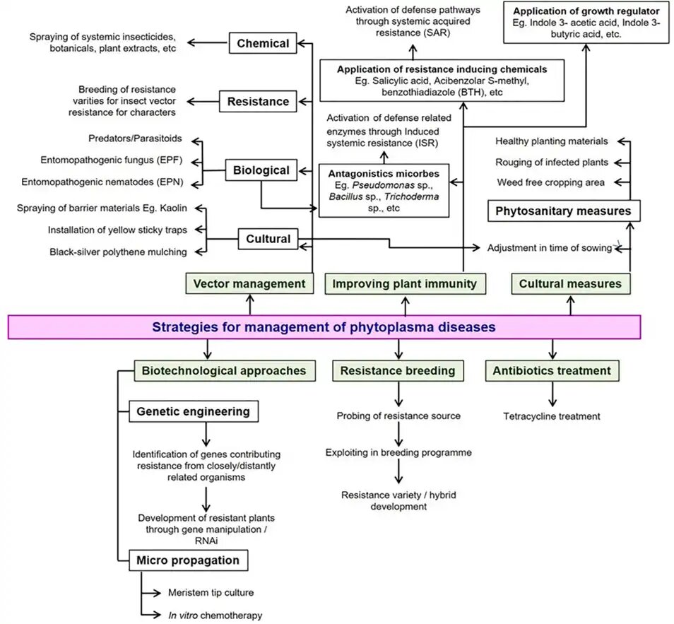 Схема 19. Стратегия менеджмента фитоплазменных заболеваний картофеля, источник: презентация С.А. Банадысева