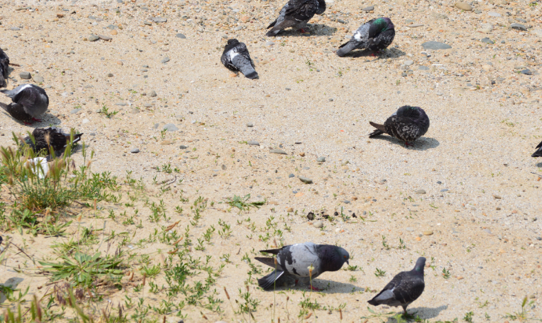Фото автора. Июнь 2025.  Голуби на берегу Азовского моря.