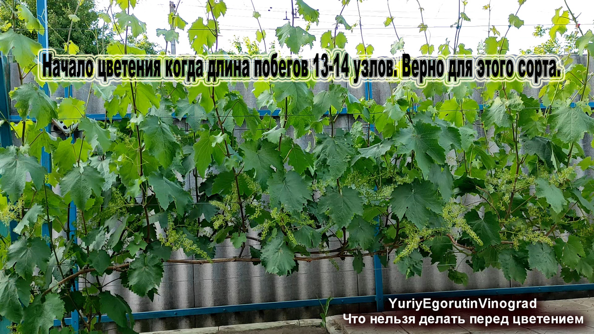 Начало цветения зависит от сорта. У этого сорта оно начинается, когда побеги достигают длины в 13-14 узлов.