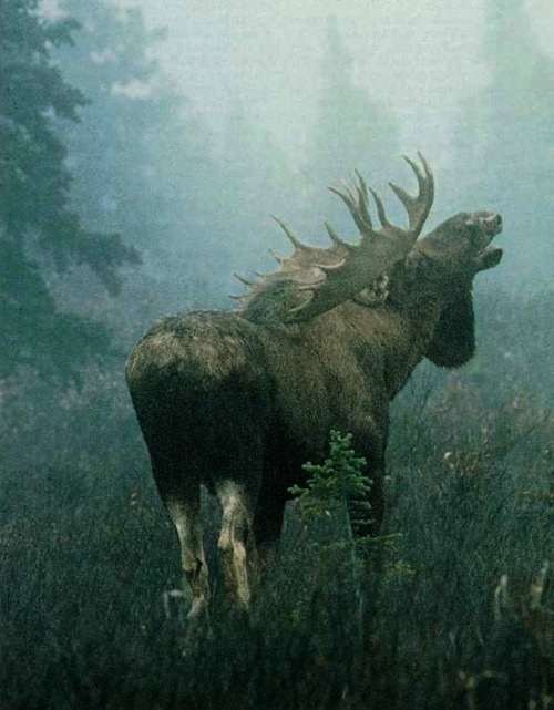 Лось на реву