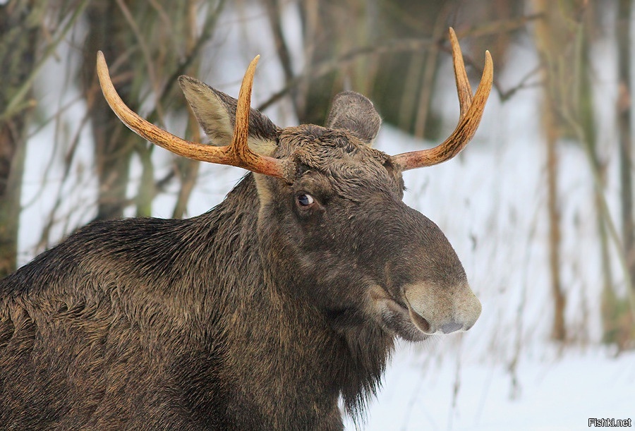 Полуторагодовалый лосишка.