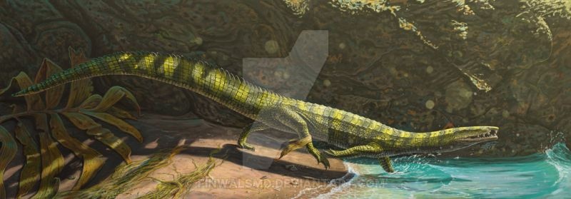 Литорозух спешит к воде.