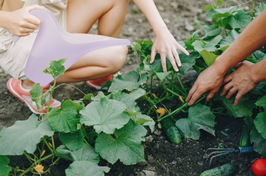 Выращивание огурцов в открытом грунте