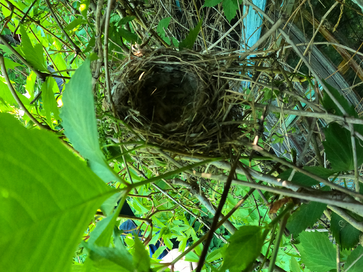 Старое или брошенное птичье гнездо. Скорее всего принадлежало коноплянке.