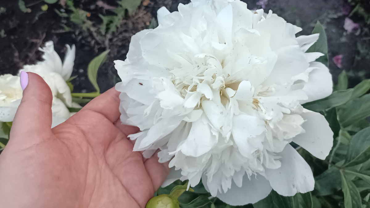 Цветение июнь 2025 год