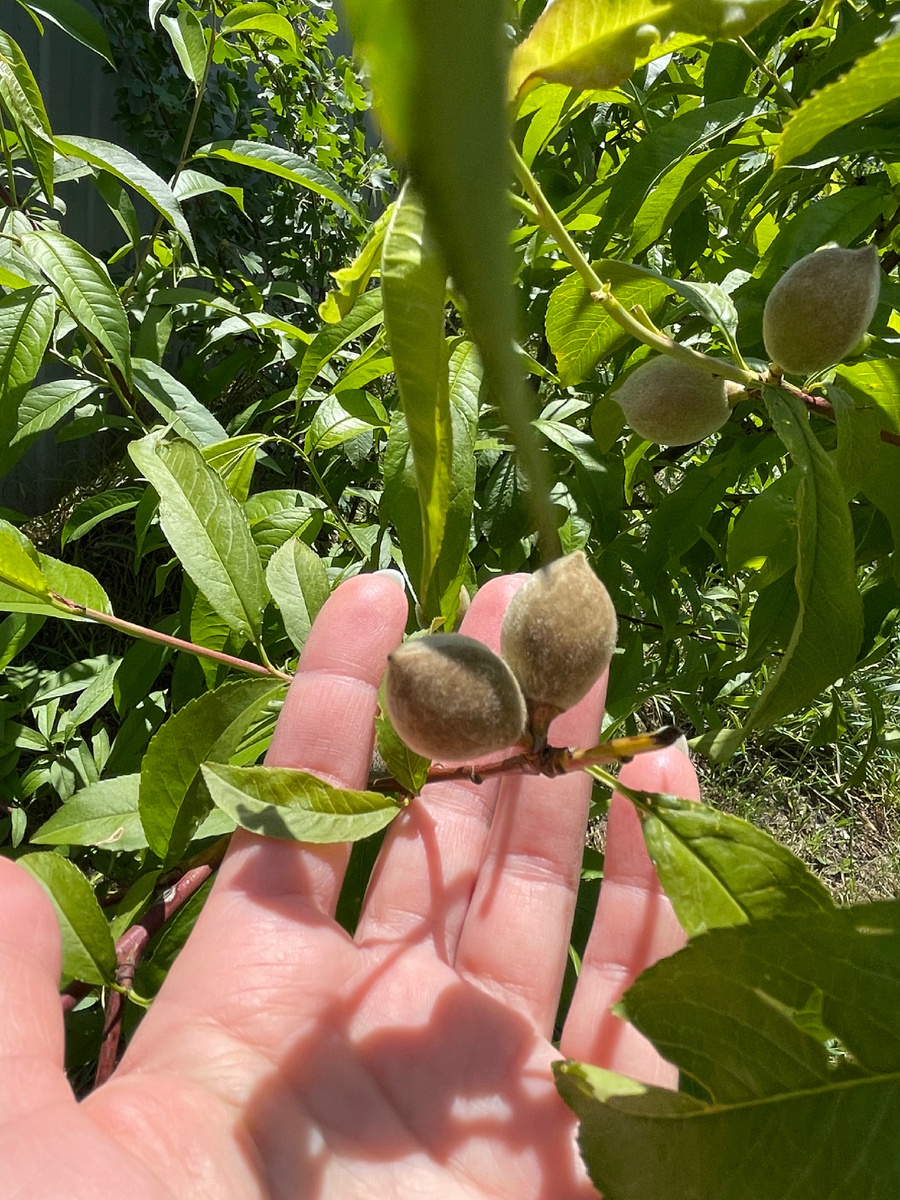 Персик самосеянец 