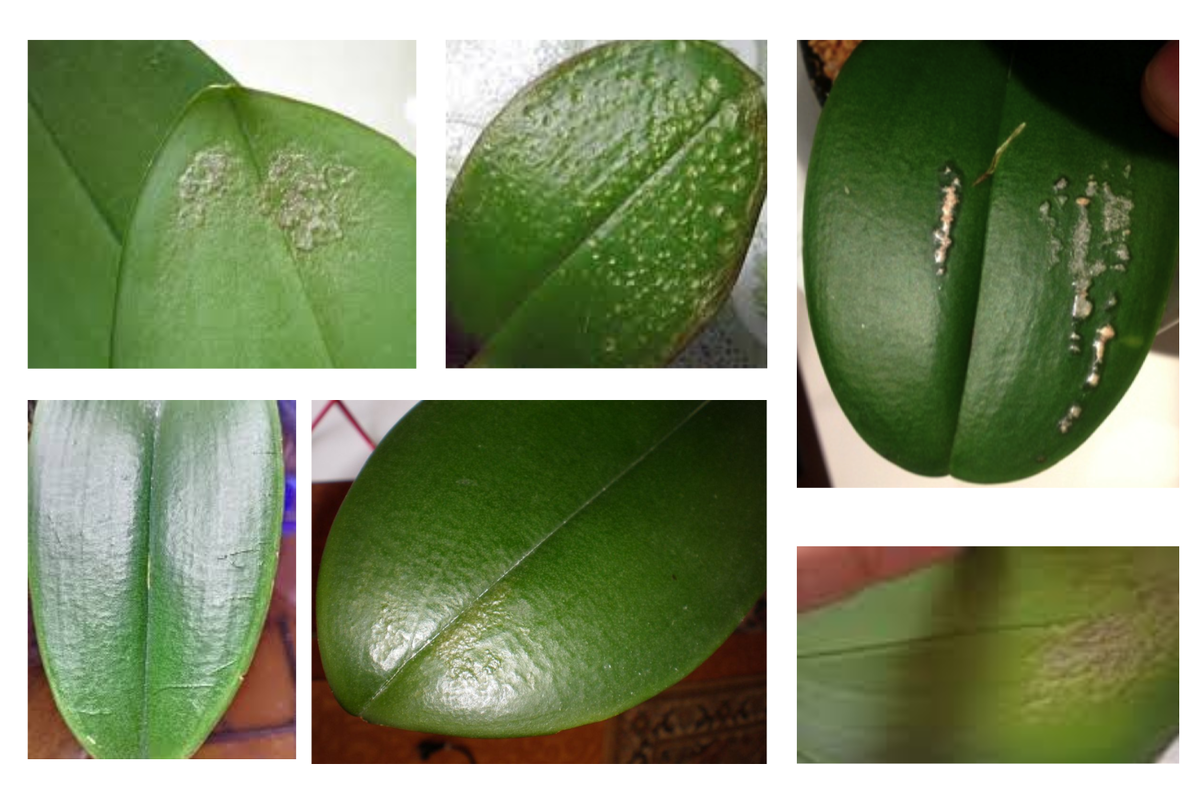 Как выглядит отек на листьях фаленопсиса. Фото из поиска Гугл, на моих показать оказалось нечего