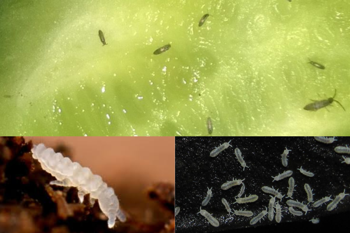 Вот так выглядят эти насекомые. Коллаж из фото, выложенных в свободный доступ.