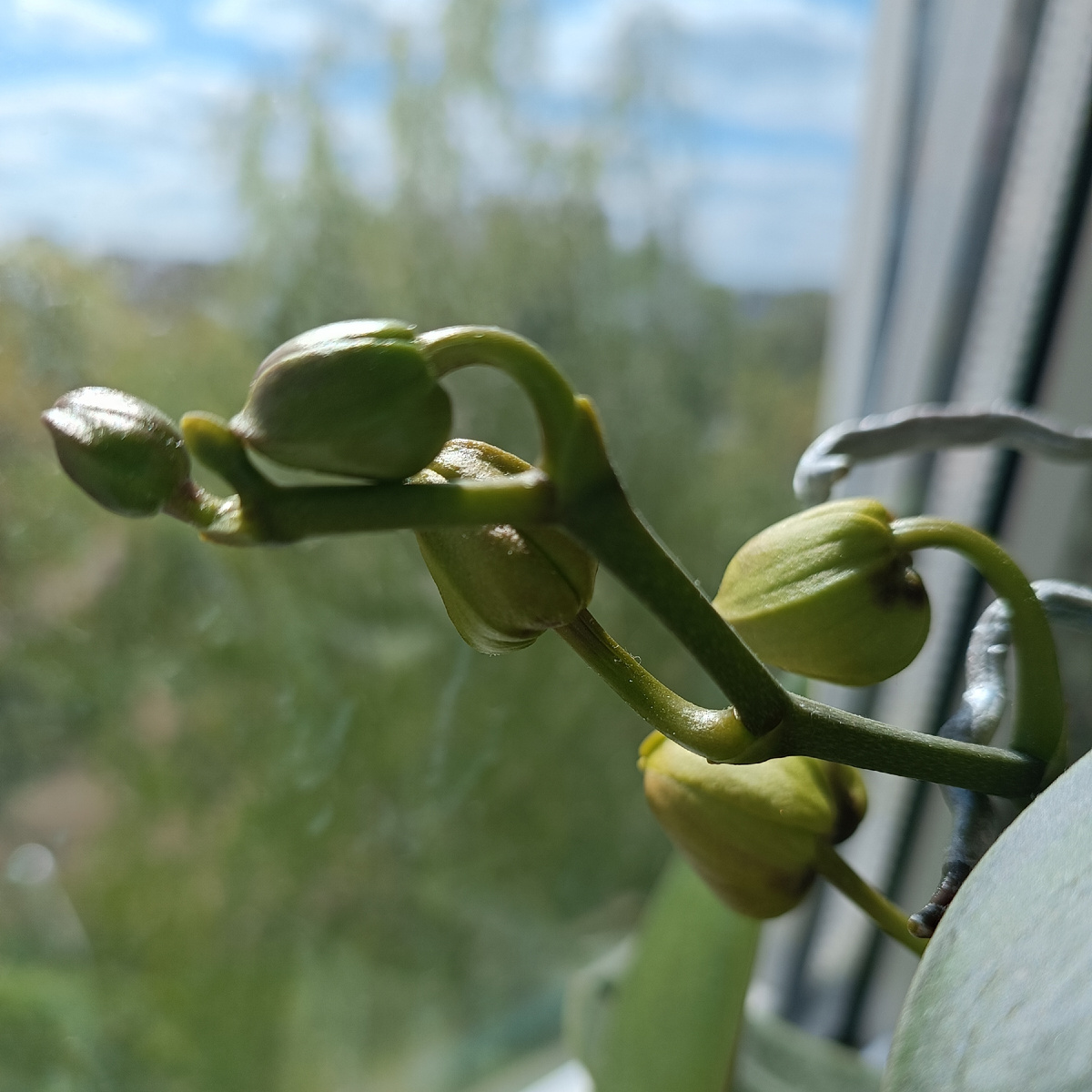 Обложка статьи. Пока все на бутонах