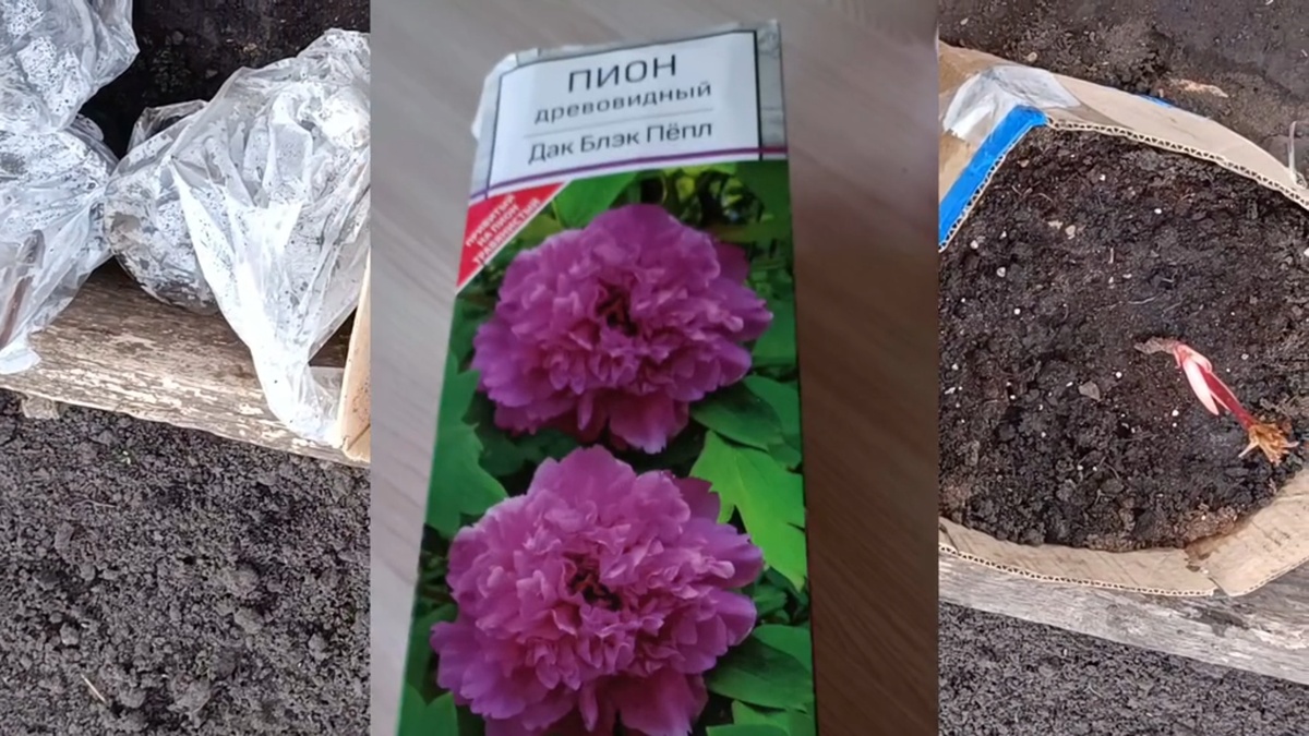 Посадка пиона 2023 год.