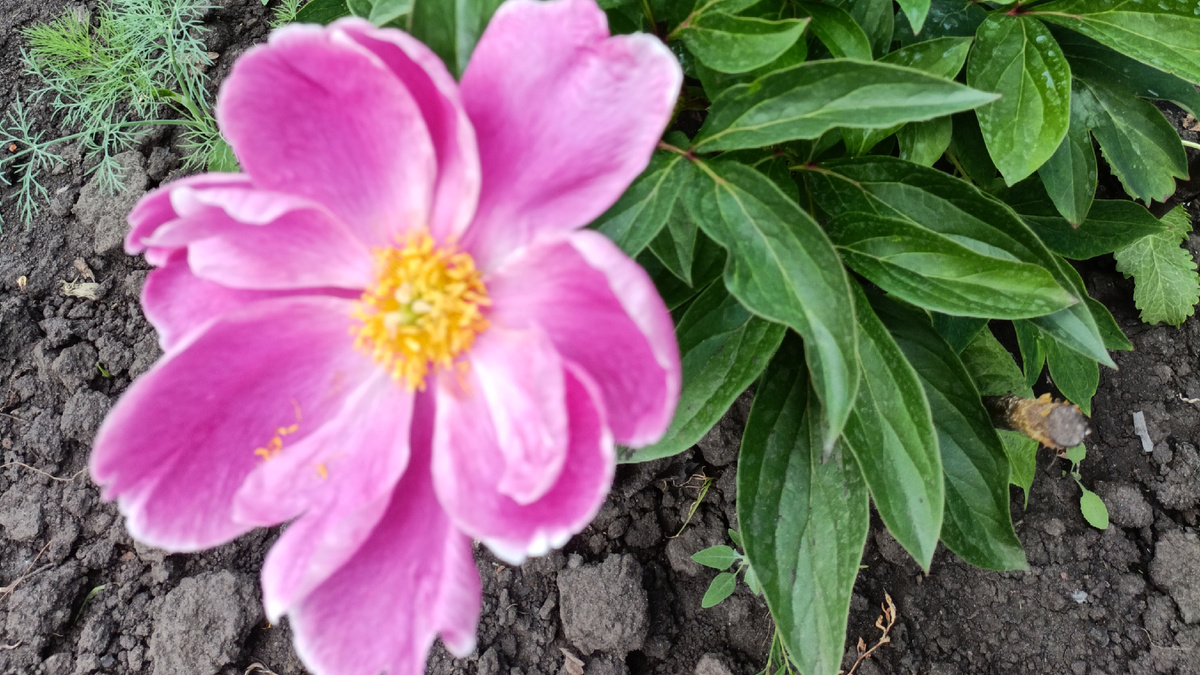 Май 2024 год, первое цветение