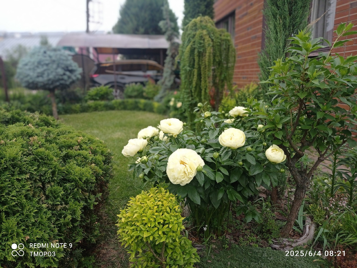 фото автора, пион Лемон Шиффон