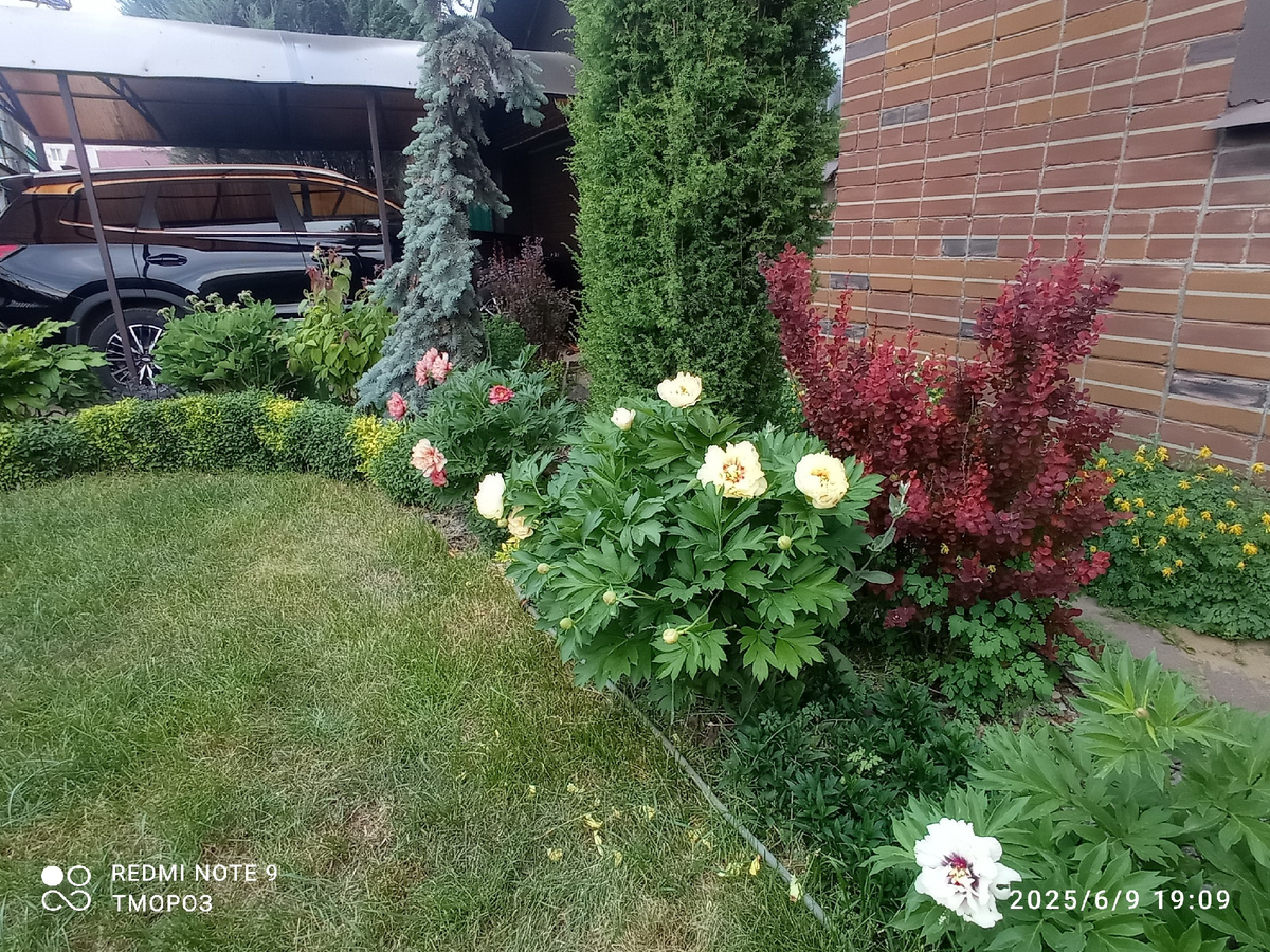 пионы ИТО-гибриды