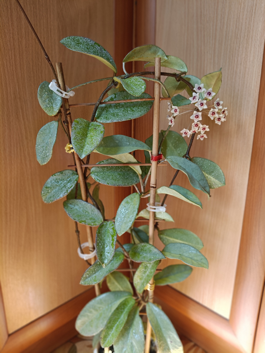 Хойя карноза Nova Ghost невероятно красивая серебристая хойя.