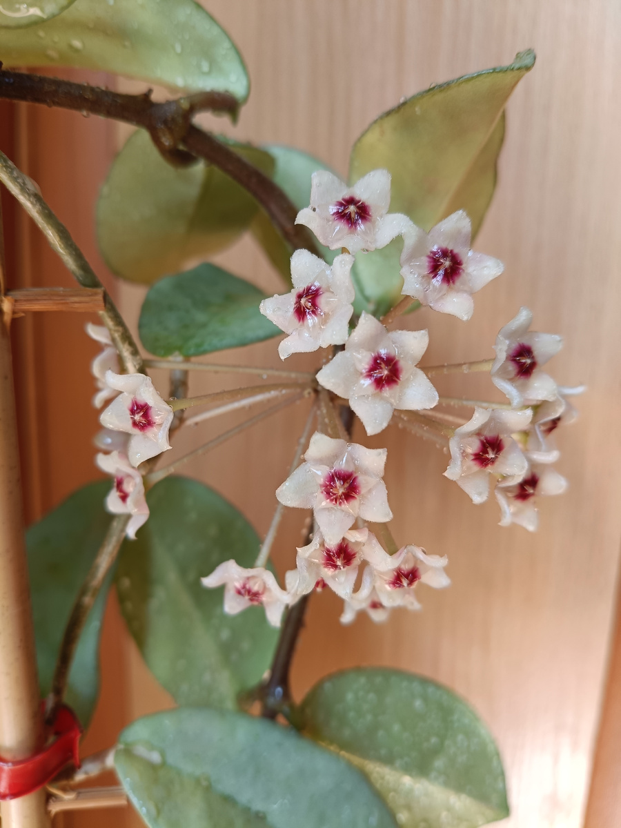 Зонтик Ново хост