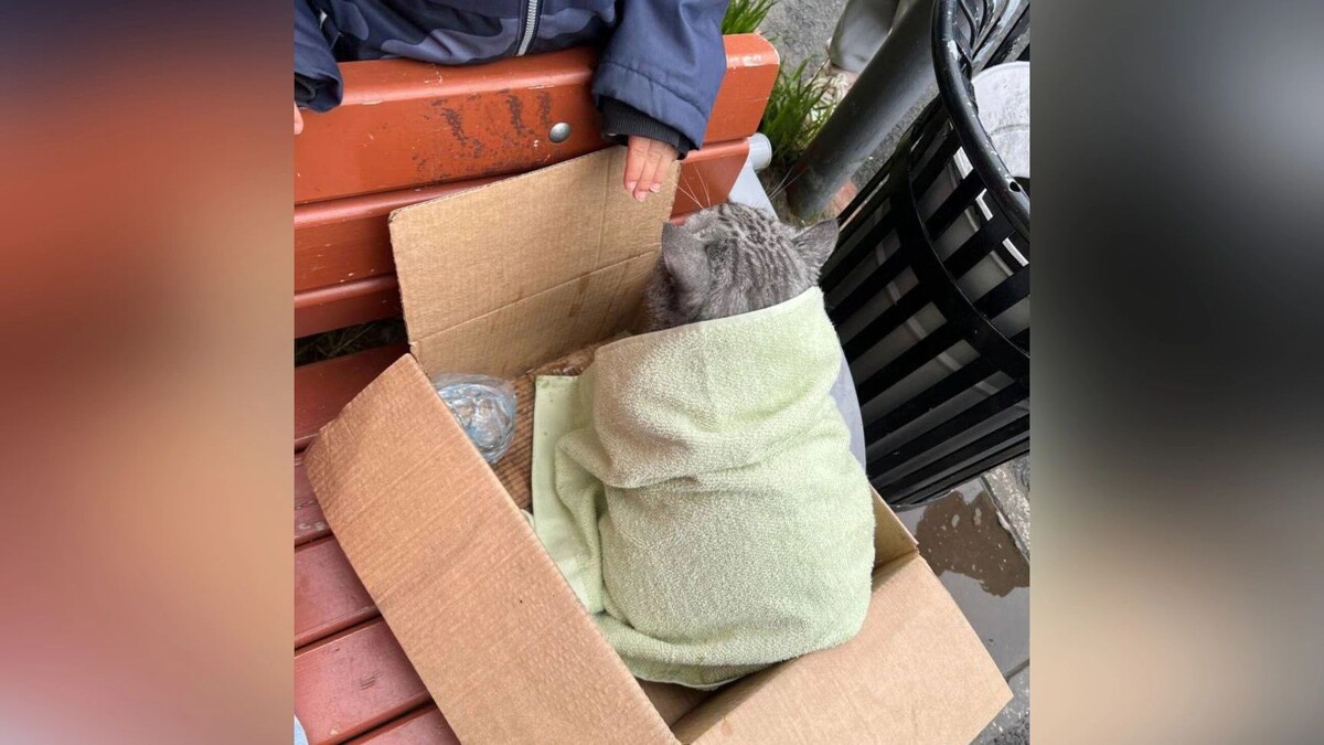    Фото: МЧС России/t.me